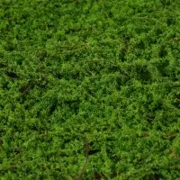 Декоративная панель, 90&times;40 см, &laquo;Мох&raquo;, Greengo