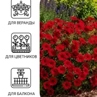Семена Цветов Петуния &laquo;Джоконда&raquo;, F1, пурпурная, драже в пробирке, 5 шт., &laquo;Агрофирма АЭЛИТА&raquo;