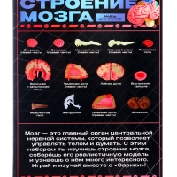 ЭВРИКИ Набор для опытов "Строение мозга", анатомическая модель