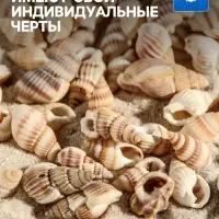 Набор ракушек 100 г