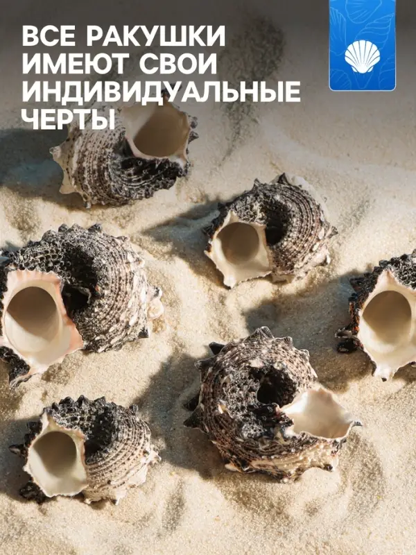 Набор ракушек с перламутром, 3 - 6 см, 100 г