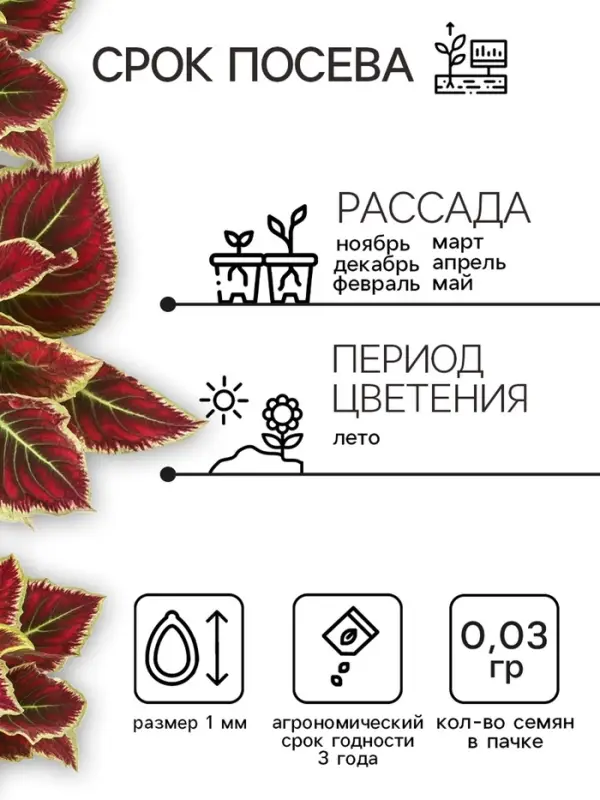 Семена цветов Колеус &laquo;Радуга - Фестиваль танца&raquo;, F1, 10 шт., &laquo;Престиж семена&raquo;