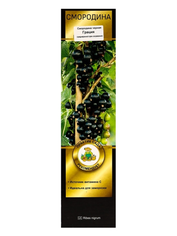 Смородина черная перспективные сорта Грация