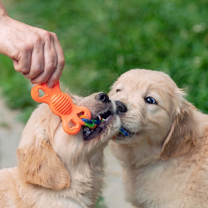Игрушка жевательная с канатом Игрушка жевательная с канатом "Косточка на привязи", 9,5 см, розовая
