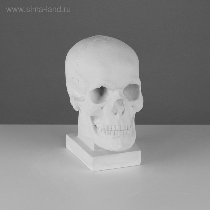 Гипсовая фигура анатомическая: ЧЕРЕП (слепок с натурального), 19 х 14 х 25 см Гипсовая фигура анатомическая: ЧЕРЕП (слепок с натурального), 19 х 14 х 25 см