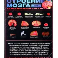 Набор для опытов &laquo;Строение мозга&raquo;, анатомическая модель