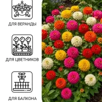 Семена цветов Цинния &laquo;Лилипут&raquo; смесь, 0.3 г, &laquo;Сембат&raquo;