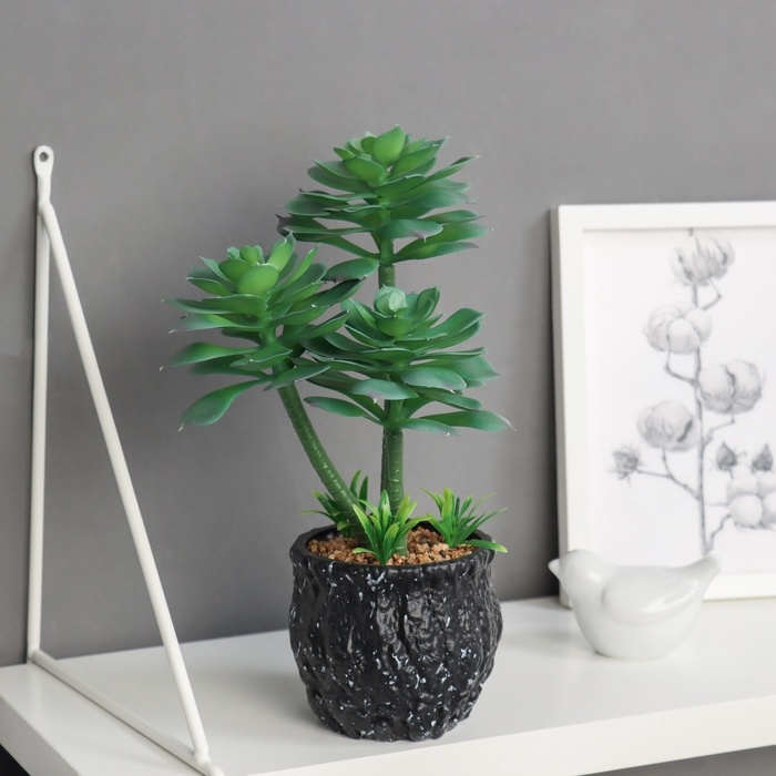 Бонсай в горшке Бонсай в горшке "Эониум галант" 26х10 см, зелёный