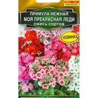 Семена цветов Примула Моя прекрасная леди, смесь сортов Мн С. Farao Золотая серия, Ц/П,7 шт. 1094587 Семена цветов Примула Моя прекрасная леди, смесь сортов Мн С. Farao Золотая серия, Ц/П,7 шт. 1094587