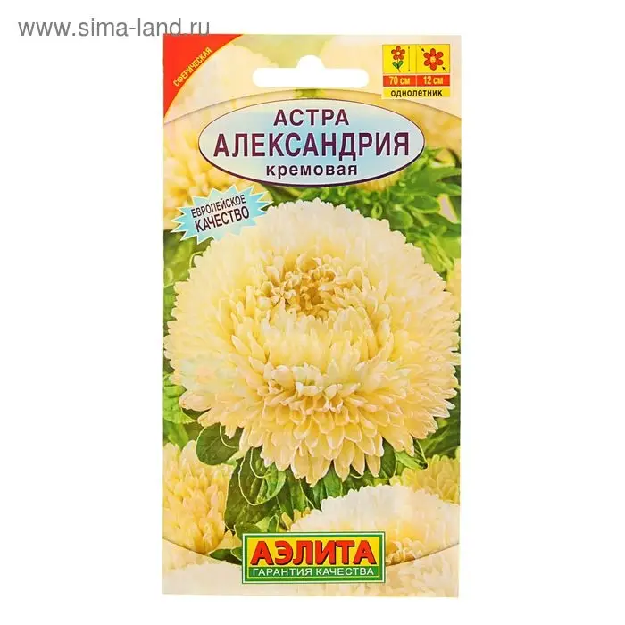 Семена цветов Астра "Александрия" кремовая, О, 0,1 г