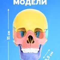 Набор для опытов &laquo;Череп человека&raquo;, анатомическая модель