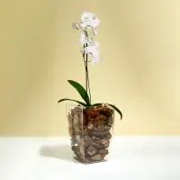 Горшок для орхидей, 2 л, 12,5 &times; 19,5 см, пластик, прозрачный