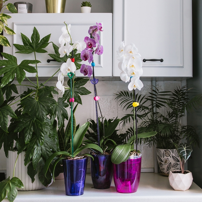 Горшок для орхидей, 2 л, 14,8 &times; 16,2 см, круглый, пластик, прозрачно-малиновый