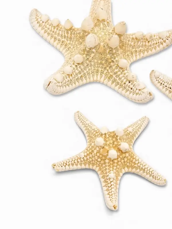 Набор из 3 морских звезд, размер 5-7 см, 7-10 см, 10-12 см, белый