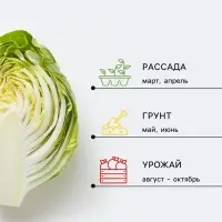 Семена Капуста брюссельская &laquo;Лонг Айленд&raquo;, 0.3 г, среднеранняя, &laquo;Золотая Сотка Алтая&raquo;