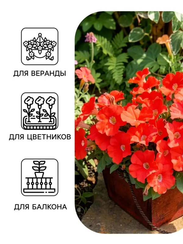 Семена цветов Петуния &laquo;Минифлора горшечная&raquo; F1, красная, 5 шт., &laquo;АЭЛИТА&raquo;