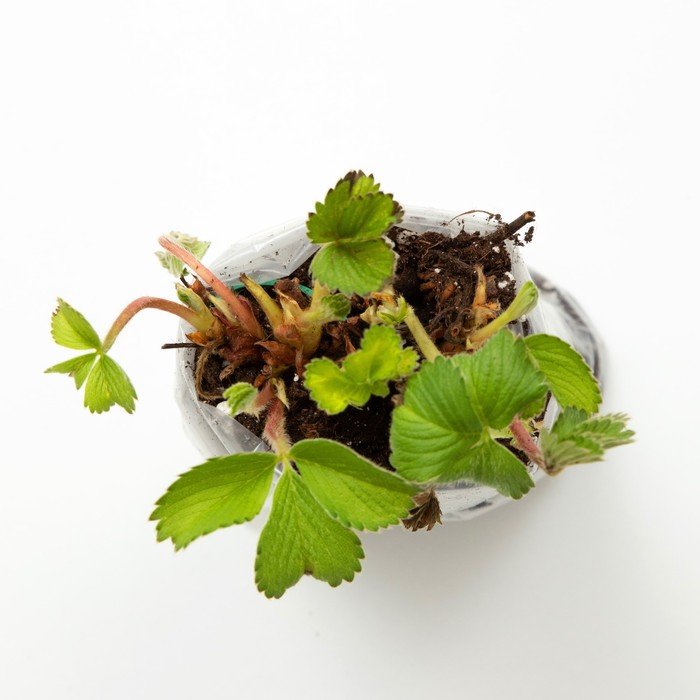 Саженец Земляники ФРИГО Мальвина А+ (15-20 мм), набор 5 шт Саженец Земляники ФРИГО Мальвина А+ (15-20 мм), набор 5 шт