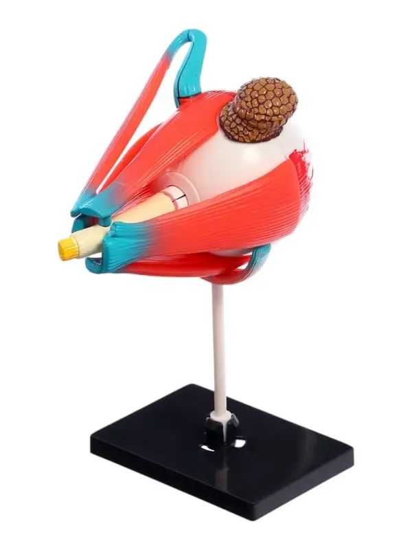 Набор для опытов &laquo;Строение глаза&raquo;, анатомическая модель