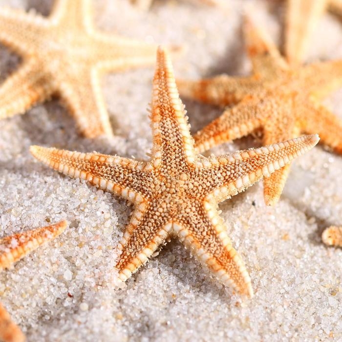 Набор натуральных морских звезд,  1,5 - 2,5 см, 20 шт Набор натуральных морских звезд,  1,5 - 2,5 см, 20 шт