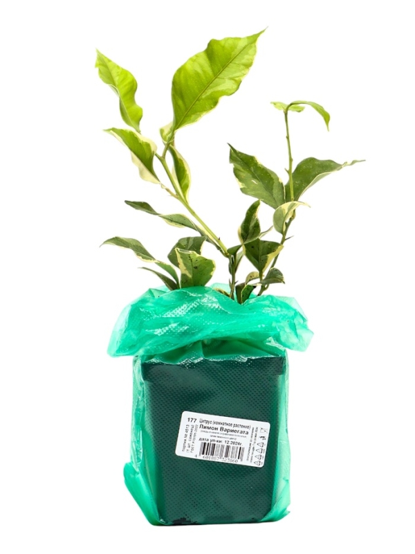 Цитрус Цитрус "Лимон Вариегата", туба, 1 шт, Весна 2025