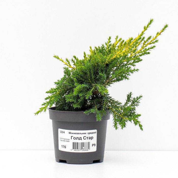 Можжевельник средний Можжевельник средний "Голд Стар", Р9, 1шт, h 3-20 см, Осень 2024