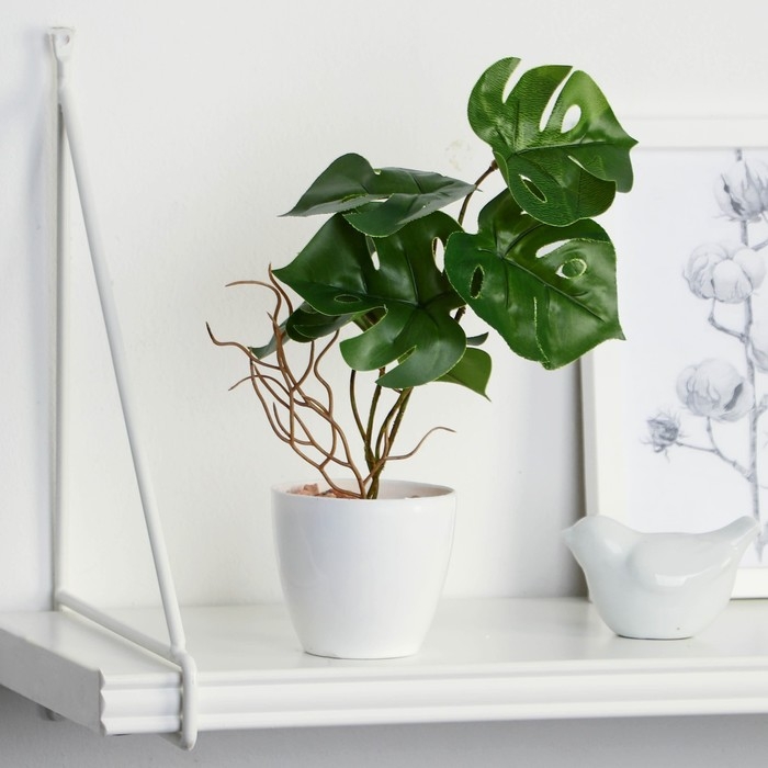 Бонсай в горшке «Монстера блик» 7,5х20 см Бонсай в горшке «Монстера блик» 7,5х20 см