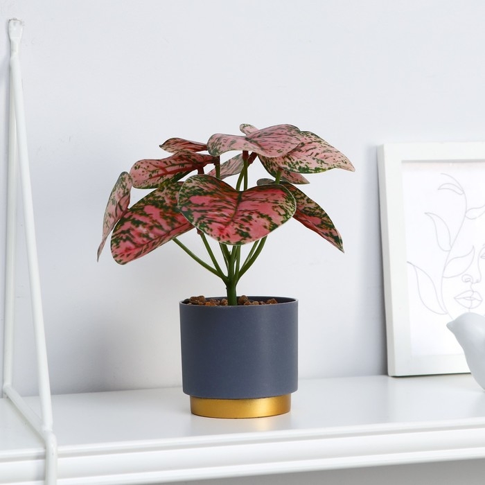 Бонсай в горшке Бонсай в горшке "Аглаонема колор" 7,5х15 см