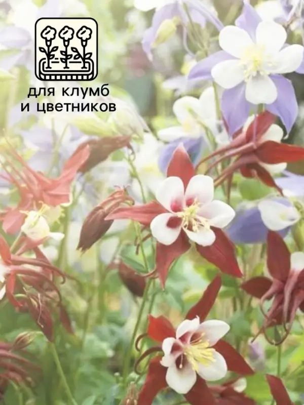 Семена Аквилегия Радуга 0.1г* Семена Аквилегия Радуга 0.1г*