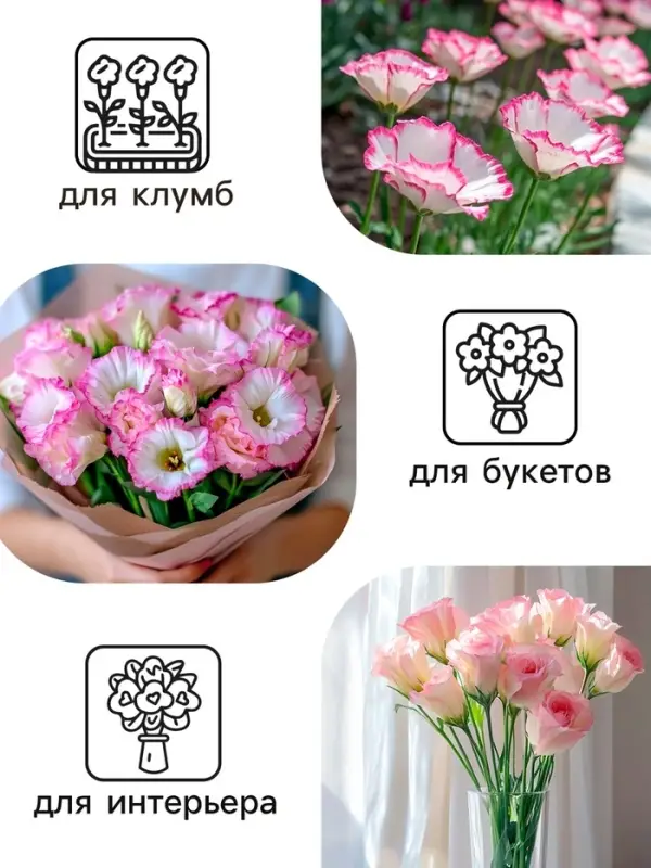 Семена цветов Эустома &laquo;Эйбиси роуз рим&raquo;, F1, крупноцветковая махровая, 5 шт., однолетник, &laquo;Аэлита&raquo; селекция PanAmerican Seed