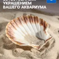 Ракушка декоративная Гребешок, 10-12 см