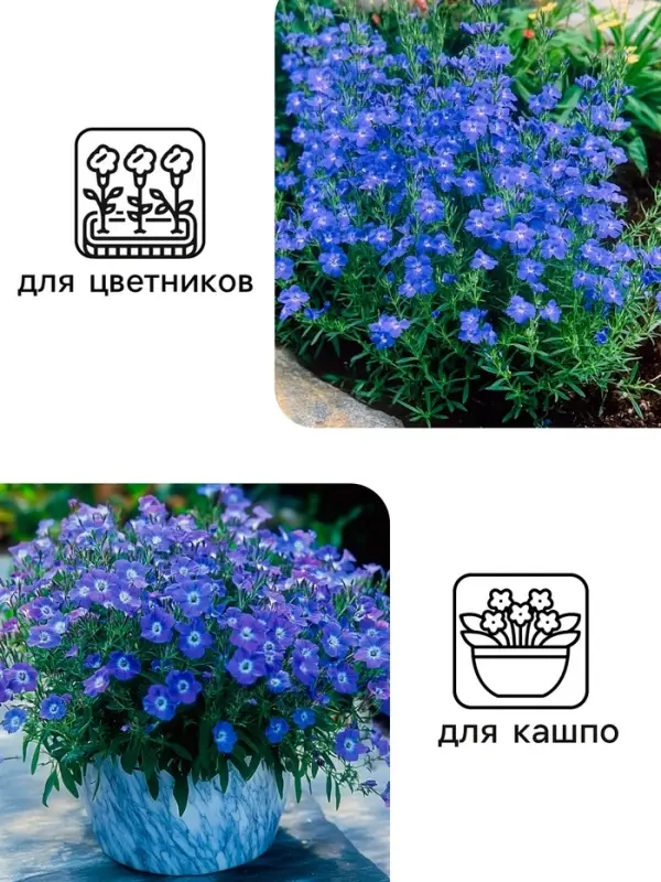 Семена цветов Лобелия  Семена цветов Лобелия "Император Вильям", 0,1 г