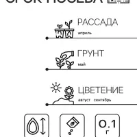 Семена Астра Контрастер, смесь окрасок Семена Астра Контрастер, смесь окрасок