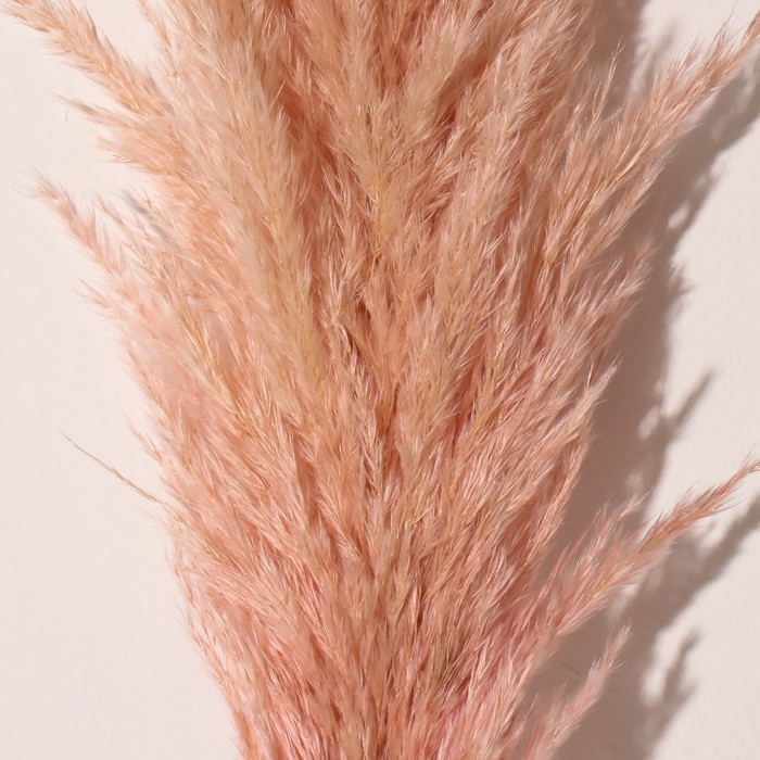 Сухоцвет Сухоцвет "Кортадерия", 1 ветка, длина 140-150 см, персиковый