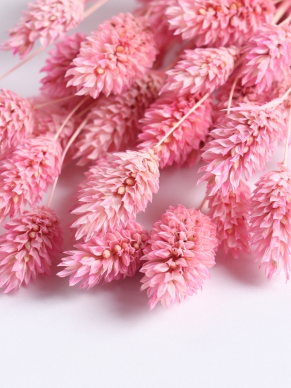 Набор сухоцветов "Фаларис", банч длина 55 (+/- 6 см), розовый