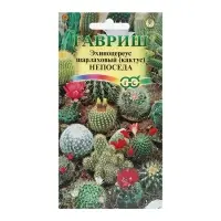 Набор семян комнатных Кактус "Непоседа",  5 шт.