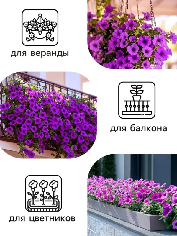 Семена цветов Петуния &laquo;Мамбо&raquo; F1 фиолетовая многоцветковая, 7 шт., однолетник, &laquo;Аэлита&raquo;