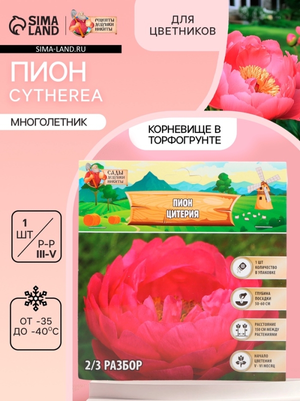 Пион Cytherea, корневище в пакете с торфогрунтом, р-р 2/3, 1 шт. Пион Cytherea, корневище в пакете с торфогрунтом, р-р 2/3, 1 шт.