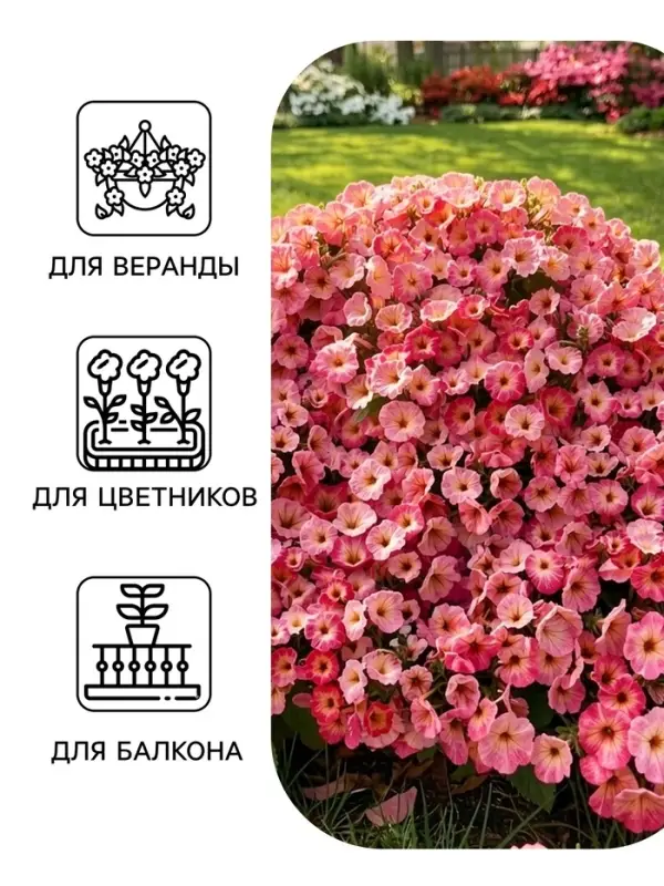 Семена цветов Петуния &laquo;Джоконда&raquo;, F1, нежность, 5 шт., Farao, &laquo;АЭЛИТА&raquo;