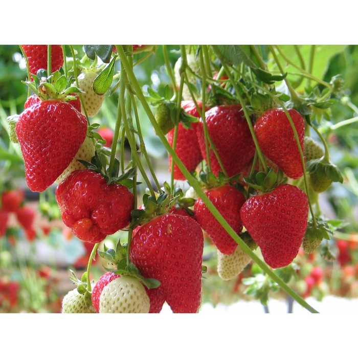 Рассада Земляники круноплодной (клубники) ФРИГО Кабрилло А+ (15-20 мм), P9 Горшок Рассада Земляники круноплодной (клубники) ФРИГО Кабрилло А+ (15-20 мм), P9 Горшок