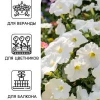 Семена цветов Петуния ампельная &laquo;Снежная королева&raquo; F1, гранулы, пробирка, 7 шт.