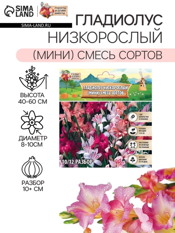 Гладиолус Низкорослый (мини) смесь сортов, луковица цветов в пакете с перфорацией, р-р 10/+ , 7 шт.