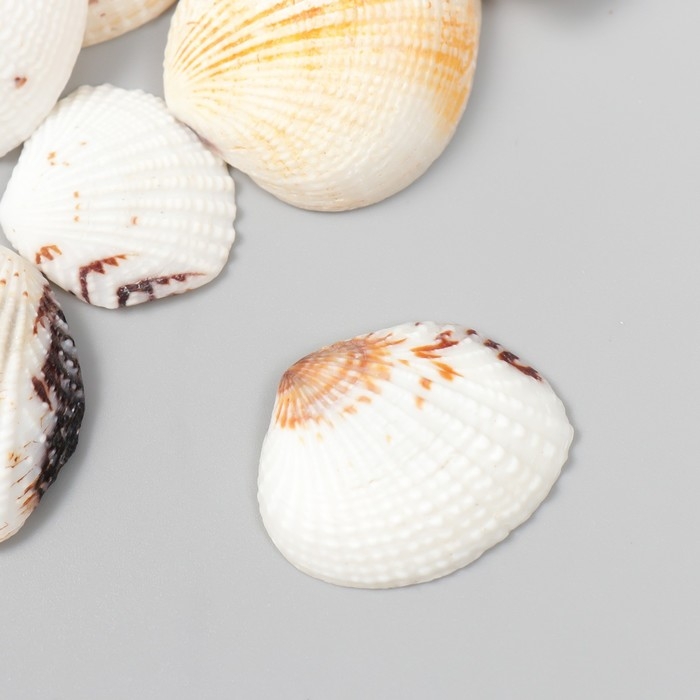 Декоративные ракушки  Декоративные ракушки "Venus Clam" 20 шт