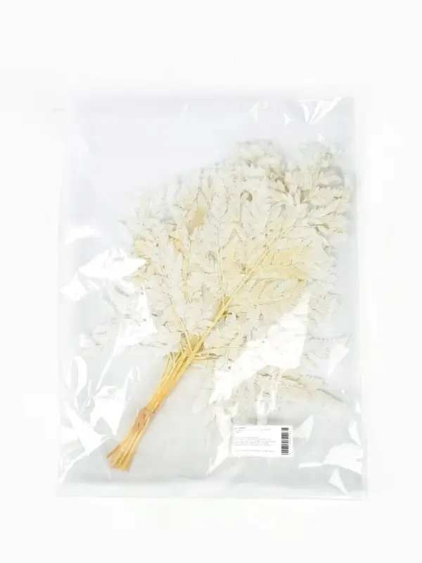 Сухоцвет Папоротник МИКС, 10 шт в упаковке