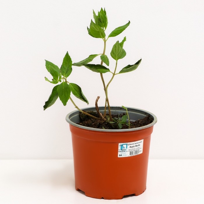 Гортензия метельчатая Фрайз Мелба , С3 горшок, Н10-50 высота, 1 шт, Лето 2024 Гортензия метельчатая Фрайз Мелба , С3 горшок, Н10-50 высота, 1 шт, Лето 2024