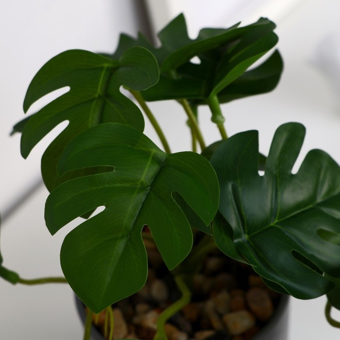 Бонсай в горшке Бонсай в горшке "Монстера мини галант" 7,5х16 см