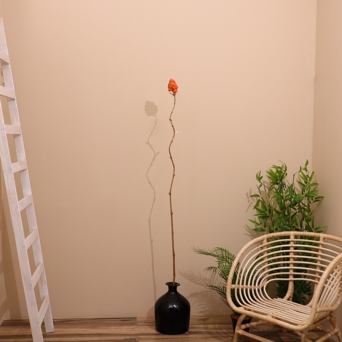 Сухоцвет на бамбуковом стебле 150 см коралловый Сухоцвет на бамбуковом стебле 150 см коралловый