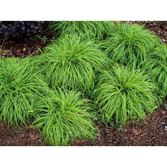 Осока гвоздичная Биттллз, С2 горшок, Н10-50 высота, 1 шт, Осень 2024 Осока гвоздичная Биттллз, С2 горшок, Н10-50 высота, 1 шт, Осень 2024