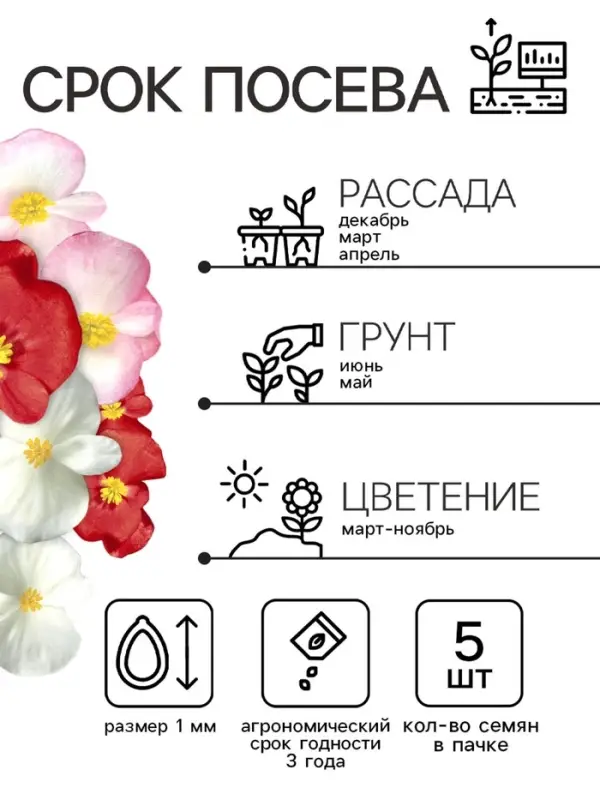 Бегония Бада бум F1, смесь сортов 5 шт  (2027; 71.96.02 /1) Бегония Бада бум F1, смесь сортов 5 шт  (2027; 71.96.02 /1)