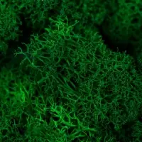Мох декоративный стабилизированный &laquo;Ярко-зелёный&raquo; 45 г (&plusmn;5 г)