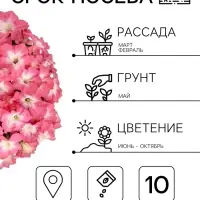 Семена Цветов Петуния крупноцветковая &laquo;Долина Розовых Грез F1&raquo;, 10 драже